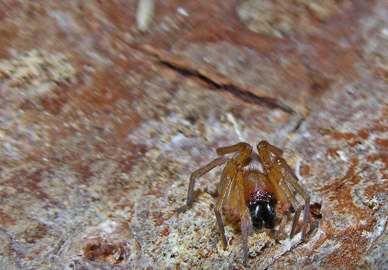 Amaurobius, Clubiona, Agelenidae (Tegenaria sp:?), Pisaura